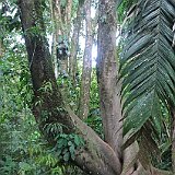 Costa Rica20150403-2342-0955